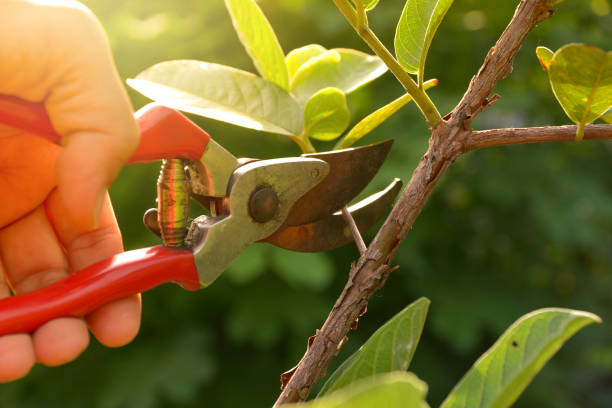 Reliable Emory, TX Tree Removal Services Solutions